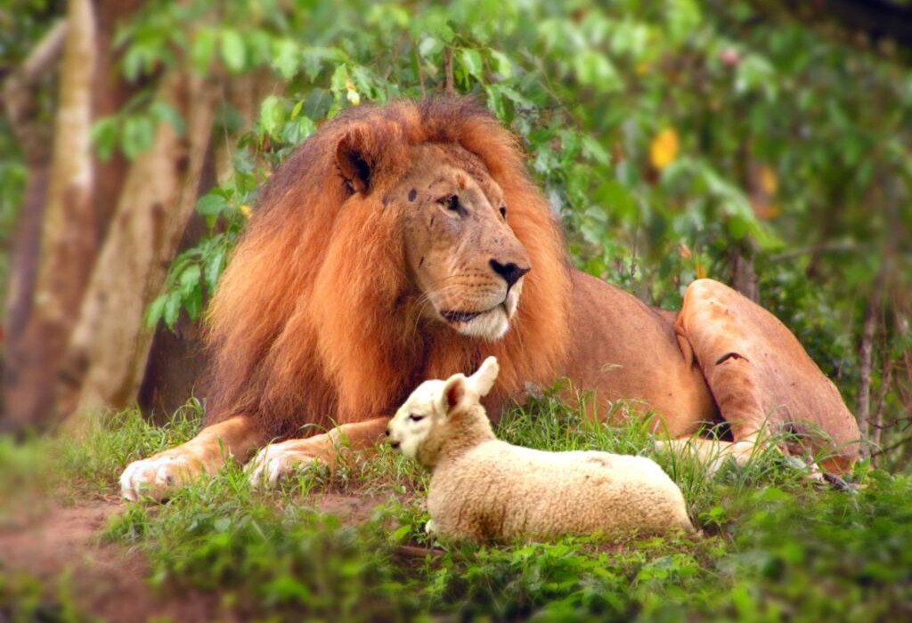 ცხვარილომი