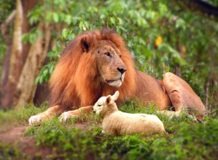 ცხვარილომი