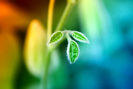 სიცოცხლე