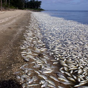 თევზები