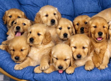 ლეკვები