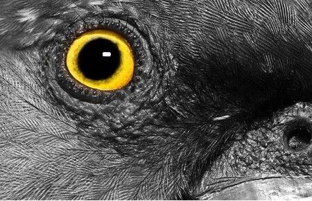 ფრინველის თვალი