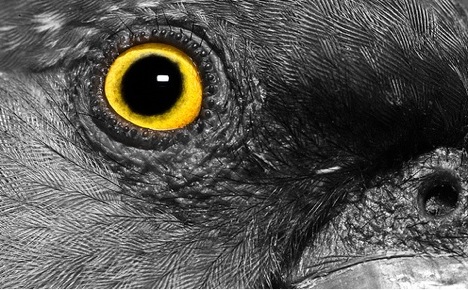 ფრინველის თვალი