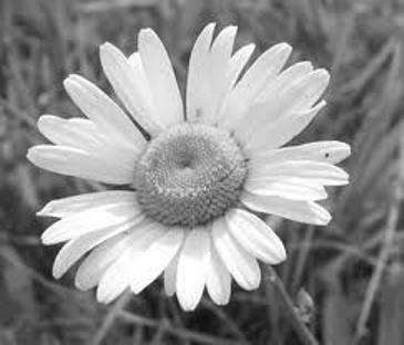 შავ–თეთრი გვირილა