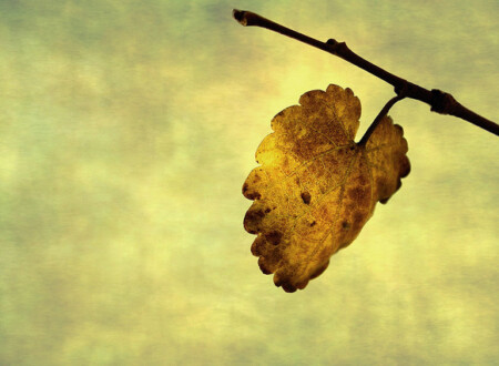 უკანასკნელი ფოთოლი