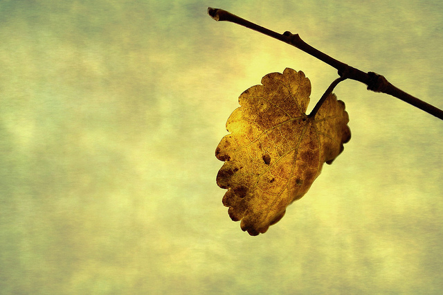 უკანასკნელი ფოთოლი