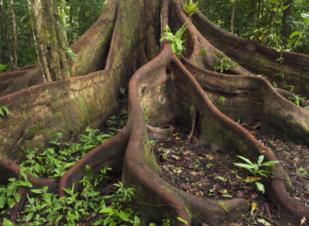 ფესვები