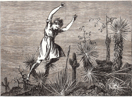 კაკტუსების ქვეყანა