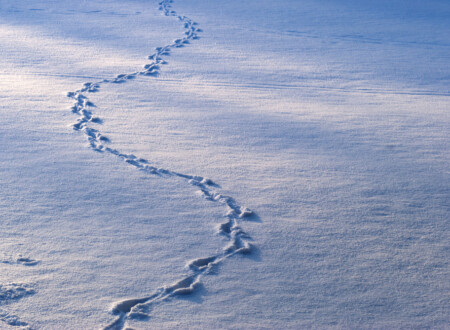 ნაკვალევი თოვლში
