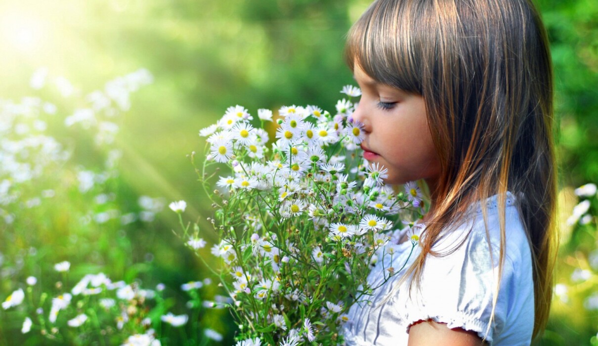 გვირილები