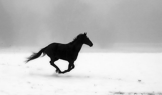 თავისუფლება