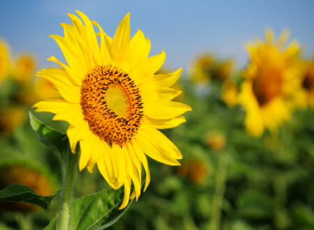 მზესუმზირა