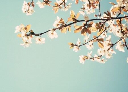 გაზაფხულის საღამოა მშვიდი