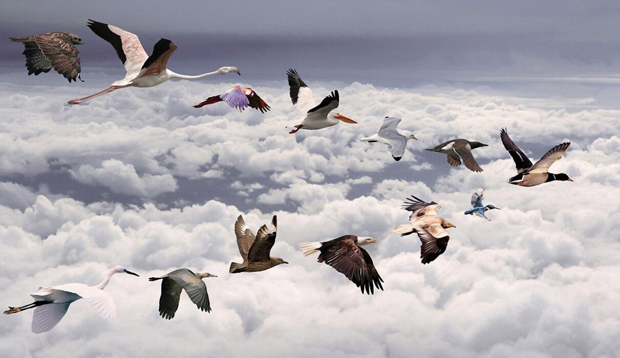 ფრინველები