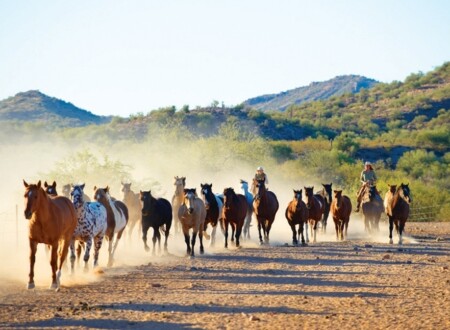 ცხენები