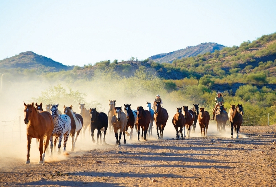 ცხენები
