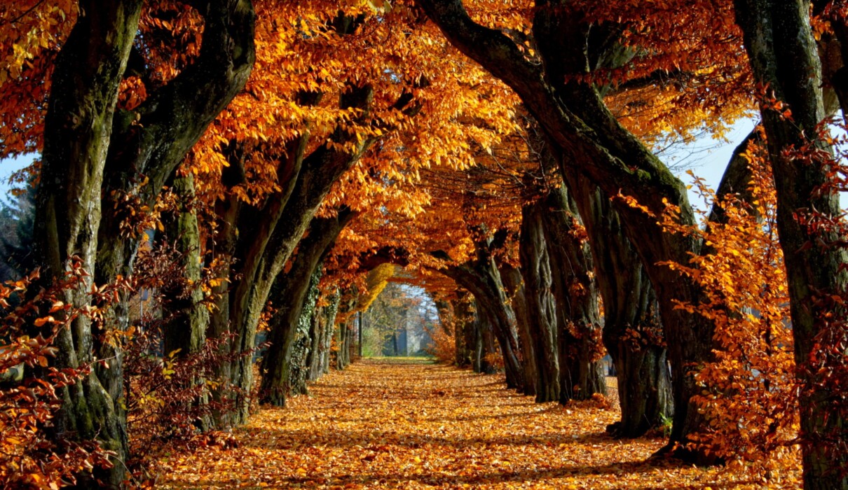 სამართალი