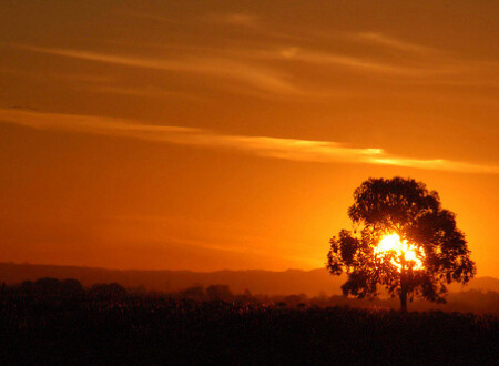 ცხოვრება