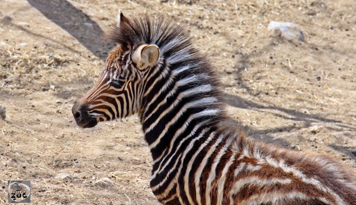 იუვენტირა