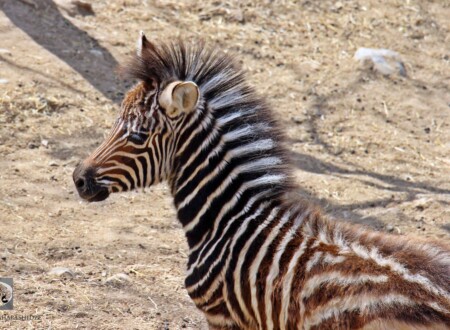 იუვენტირა