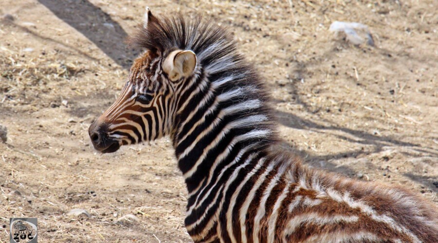 იუვენტირა