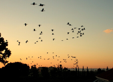 ცხოვრება