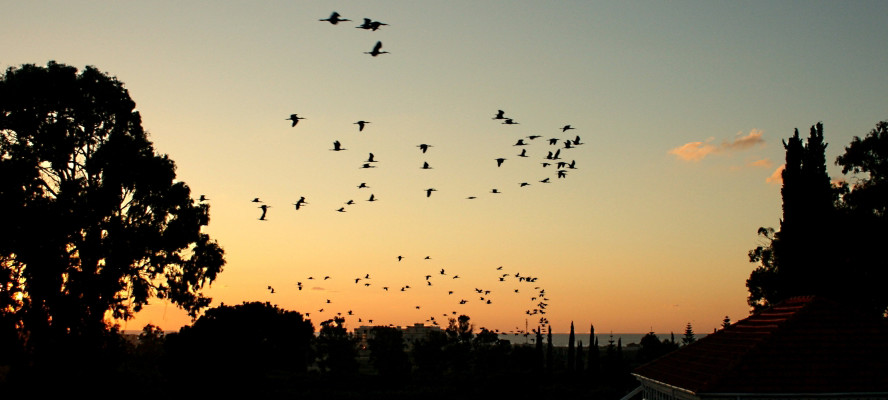 ცხოვრება