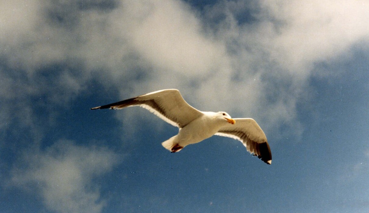 თოლია ჯონათან ლივინგსტონი