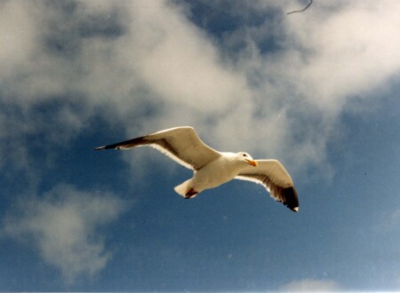 თოლია ჯონათან ლივინგსტონი