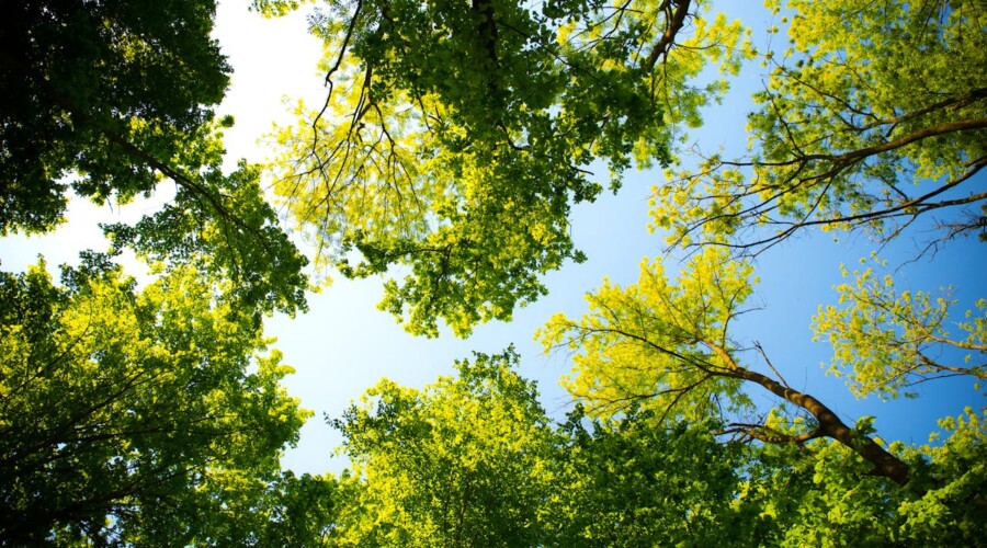 უსმინეთ ხეებს